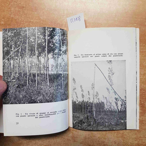 IL PUNTERUOLO DEL PIOPPO ente per la cellulosa e la carta 1962 CRYPTORRHYNCHUS