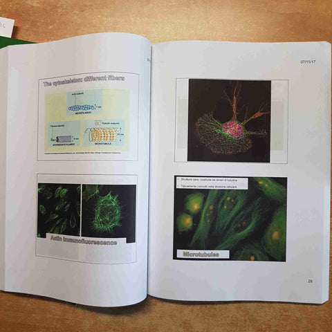 NEUROGENESI E NEUROMORFOLOGIA COMPARATA 2 volumi SYNOPSIS MEDEA Bernocchi Roda