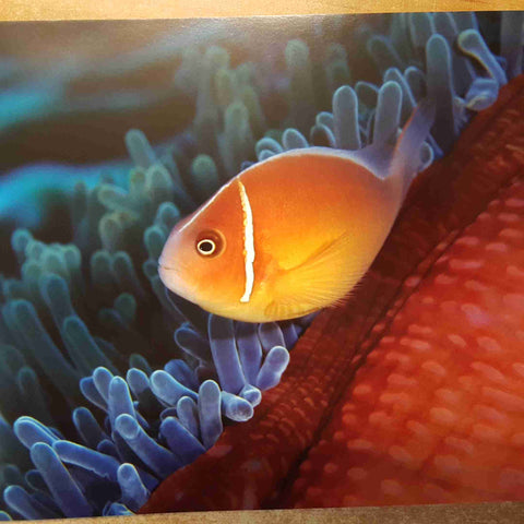 PLANET OCEAN rivelazioni dal mondo marino REVELATIONS FROM THE MARINE WORLD 2007