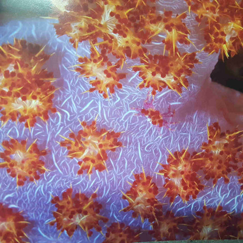 PLANET OCEAN rivelazioni dal mondo marino REVELATIONS FROM THE MARINE WORLD 2007