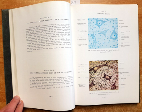 ATLAS OF HUMAN HISTOLOGY - Mariano Di Fiore - 189 illustrazioni - FEBIGER (