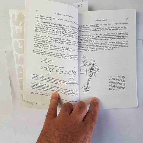 BIOCHIMIE VEGETALE 1996 J.-L. GUIGNARD - MASSON ABREGES biochimica vegetale