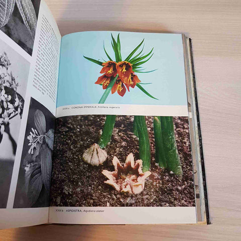 ENCICLOPEDIA ILLUSTRATA DELLE PIANTE - NOVAK - LA PIETRA - 1967