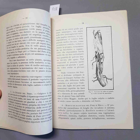 MALATTIE DELLE PIANTE DA FRUTTO 1934 FERRARIS agraria CRITTOGAME agricoltori