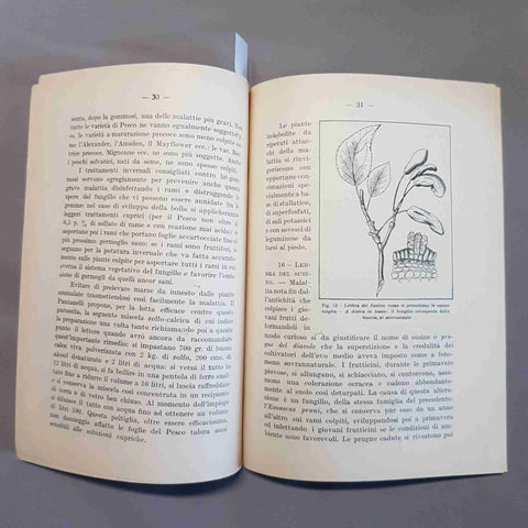 MALATTIE DELLE PIANTE DA FRUTTO 1934 FERRARIS agraria CRITTOGAME agricoltori