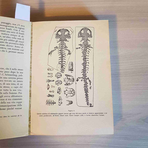 GLI ANIMALI NELLA STORIA DELLA CIVILTA' - MORUS - MONDADORI - 1973