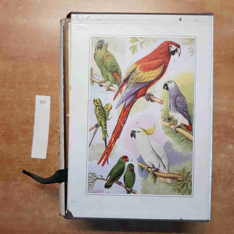 NEL REGNO DEGLI ANIMALI 2 voll. illustrati + cofanetto A.E. BREHM - MONDADORI