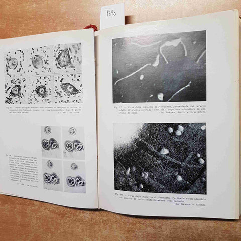 VIRUS E RICKETTSIE Franco Scanga 1953 ISTITUTO FARMACOTERAPICO n° 2