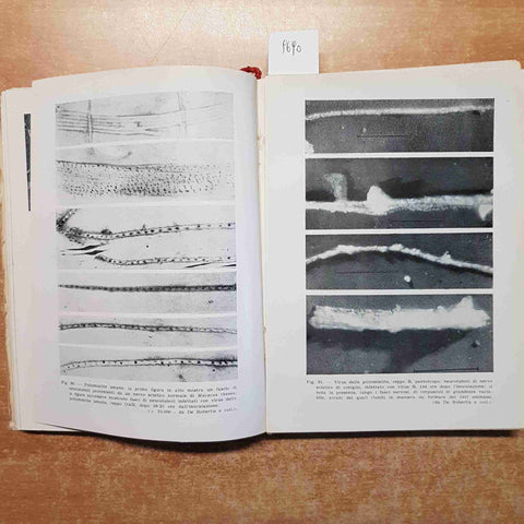 VIRUS E RICKETTSIE Franco Scanga 1953 ISTITUTO FARMACOTERAPICO n° 2