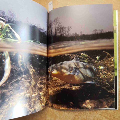 COGLIERE L'ATTIMO fotografia natura BRUNO VALENTI 2002 LAMA zoologia pavia