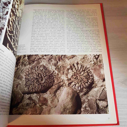 I FOSSILI INVERTEBRATI MERAVIGLIE DELLA NATURA - DE AGOSTINI - 1972