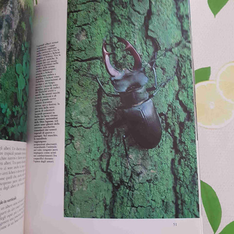 ALBERO E SIEPE botanica giardinaggio TOURING CLUB ITALIANO 1986 ambiente natura