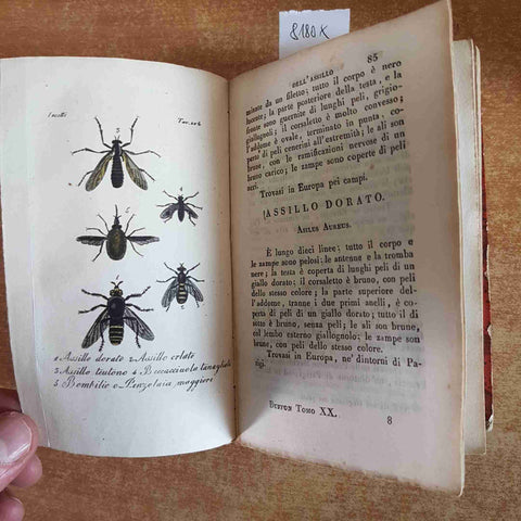 1833 BUFFON storia naturale degli insetti tomo V Linneo - OLIVIER BATELLI