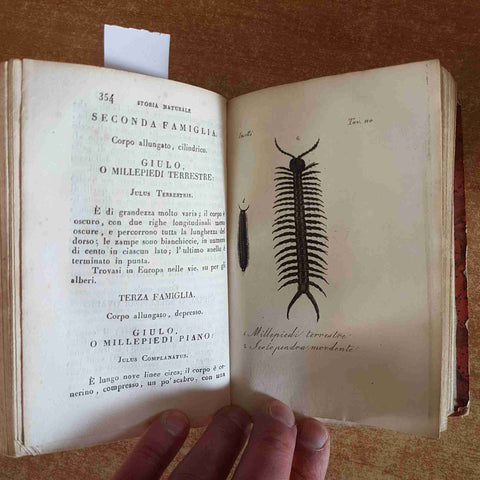 1833 BUFFON storia naturale degli insetti tomo V Linneo - OLIVIER BATELLI