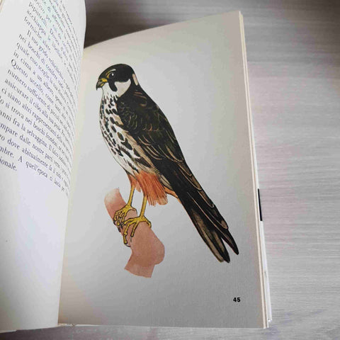 GLI UCCELLI - ATLANTE ILLUSTRATO - TETI EDITORE - 1974