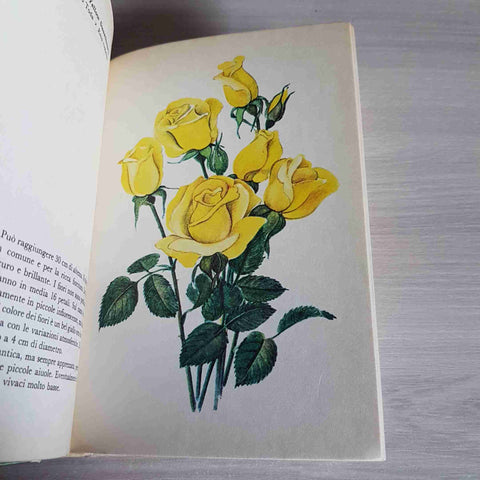 LE ROSE - ATLANTE ILLUSTRATO - TETI EDITORE - 1973