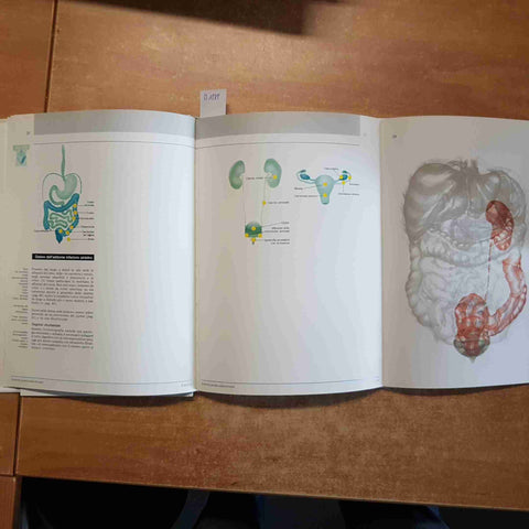 SINTOMI GUIDA ADDOMINALI + tabella diagnostico differenziale BOEHRINGER 1987