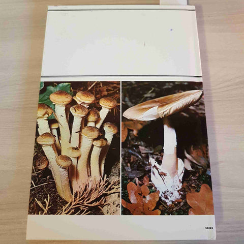 I BUONI E I CATTIVI TRA I FUNGHI - LEONI, FERRERI, CURCIO - GORLICH - 1983