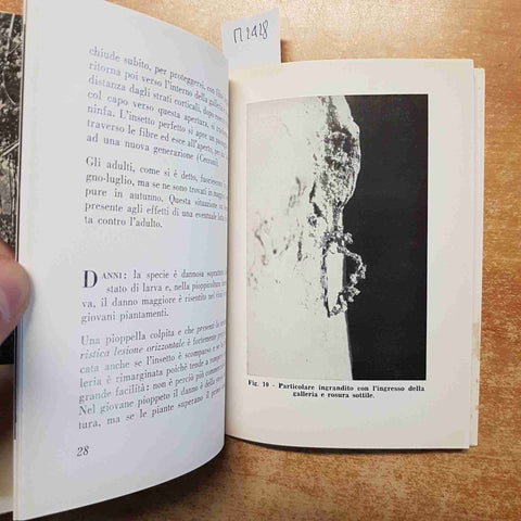 IL PUNTERUOLO DEL PIOPPO ente per la cellulosa e la carta 1962 CRYPTORRHYNCHUS