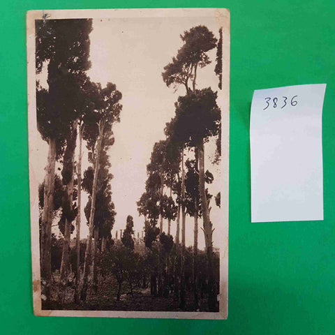 CARTOLINA PRIMAVERA CLASSICA NEI TEMPLI DI AGRIGENTO tempio di ercole vista pini
