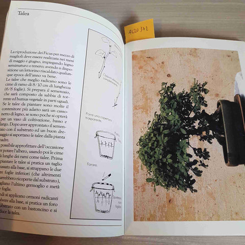 FICUS - BONSAI & NEWS - CRESPI EDITORI - 2002