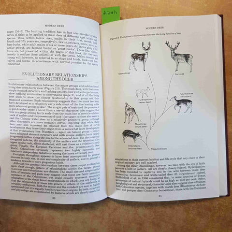 THE NATURAL HISTORY OF DEER RORY PUTMAN 1988 CHRISTOPHER HELM