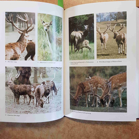 THE NATURAL HISTORY OF DEER RORY PUTMAN 1988 CHRISTOPHER HELM