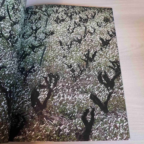 DOUBLE PAGE I GRANDI FOTOGRAFI IMPRESSIONI SULLA PROVENZA - DENNIS STOCK - 1981