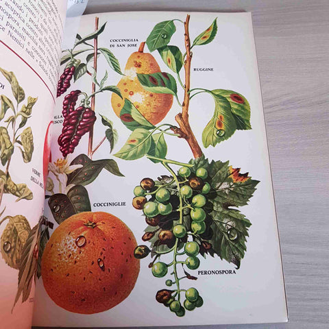 GUIDAVERDE CURCIO - FRUTTA IN TERRAZZO IL GIARDINAGGIO FACILE E PRATICO - 1978