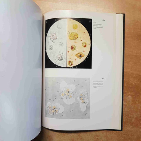 HEILMEYER - ATLAS DER KLINISCHEN HAMATOLOGIE UND CYTOLOGIE textband + bildband