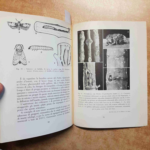 GIUSEPPE TRONCO - IL PIOPPO  insegnamento agrario professionale 1964 AGRICOLTORI