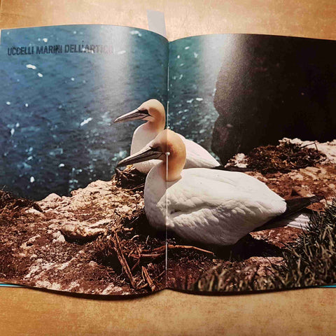 STONEHOUSE - VITA DELLL'ARTICO ECOLOGIA DELL'ESTREMO NORD 1973 MONDADORI