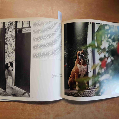 JOJES DU CHIEN 1972 REALITES HACHETTE cani cane COLLECTION JOJES ET REALITES