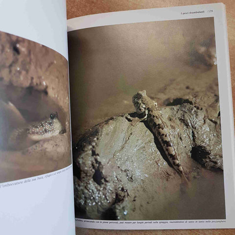 JOHN MACKINNON - BORNEO LE GRANDI DISTESE SELVAGGE 1984 MONDADORI kinabalu