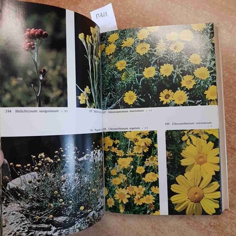 GUIDA ALLA FLORA MEDITERRANEA POLUNIN HUXLEY BOTANICA ILLUSTRATO