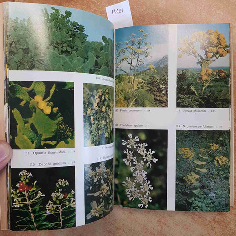 GUIDA ALLA FLORA MEDITERRANEA POLUNIN HUXLEY BOTANICA ILLUSTRATO