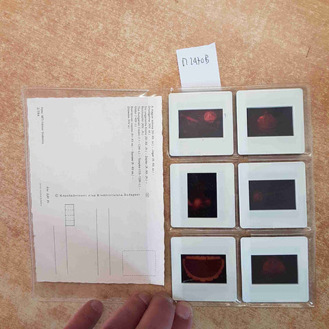 DIAPOSITIVE CORONA E SCETTRO UNGHERESI SET 6 SLIDE ARTE STORIA BUDAPEST