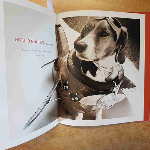 INDOGNITO CANI IN COSTUME FOTOGRAFIE DIVERTENTI KAREN NGO CANI 2008 LITTLE BROWN