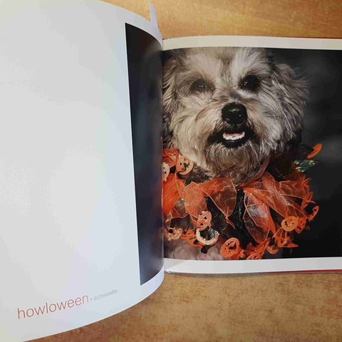 INDOGNITO CANI IN COSTUME FOTOGRAFIE DIVERTENTI KAREN NGO CANI 2008 LITTLE BROWN