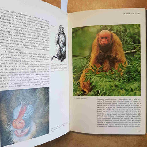 I PRIMATI - ADOLPH H. SCHULTZ - GARZANTI 1974 GRANDE ENCICLOPEDIA NATURA