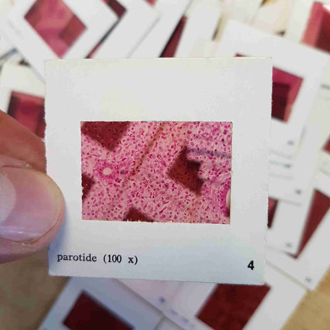 COLLEZIONE 72 DIAPOSITIVE ISTOLOGICHE PER MICROSCOPIO CON SCATOLA PORTASIGARI