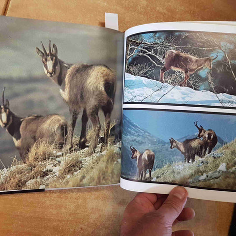 PARCO NAZIONALE D'ABRUZZO - BOCCAZZI VAROTTO FONTANA - FERRI 1982 FOTOGRAFIA