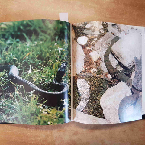 PARCO NAZIONALE D'ABRUZZO - BOCCAZZI VAROTTO FONTANA - FERRI 1982 FOTOGRAFIA