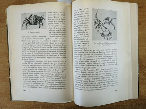 LE MERAVIGLIE DEL MARE - GIUSEPPE COLOSI - SEI - 1958 - ILLUSTRATO -(1512C
