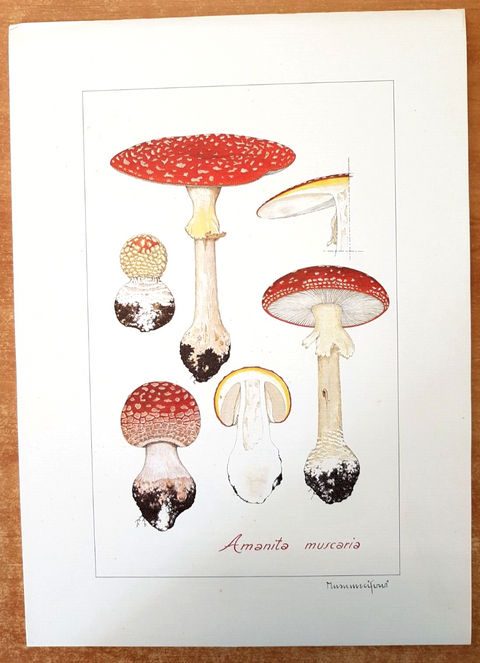 FUNGHI VELENOSI E COMMESTIBILI DELLA REGIONE LOMBARDIA fascicolo + stampe (