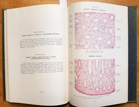 ATLAS OF HUMAN HISTOLOGY - Mariano Di Fiore - 189 illustrazioni - FEBIGER (