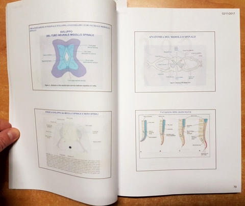 NEUROGENESI E NEUROMORFOLOGIA COMPARATA solo vol. 2 SYNOPSIS - MEDEA PAVIA(