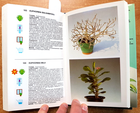 PIANTE D'APPARTAMENTO uso temperatura luce CHIUSOLI 1992 BORIANI MONDADORI