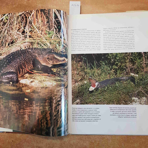 ALLIGATORI E COCCODRILLI animali intorno a noi  LEONARD LEE RUE III 1994 EDICART