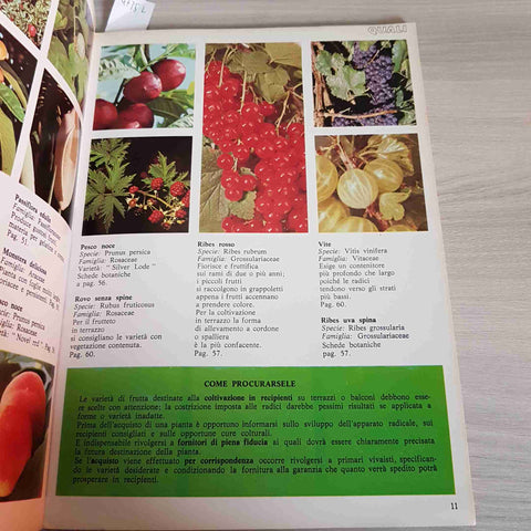 GUIDAVERDE CURCIO - FRUTTA IN TERRAZZO IL GIARDINAGGIO FACILE E PRATICO - 1978